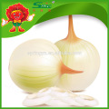 High Quality Onion Manufacturer Natural red big onion